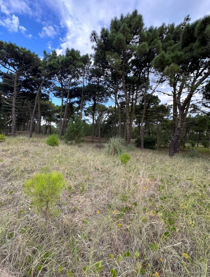 Lote en venta en bosques