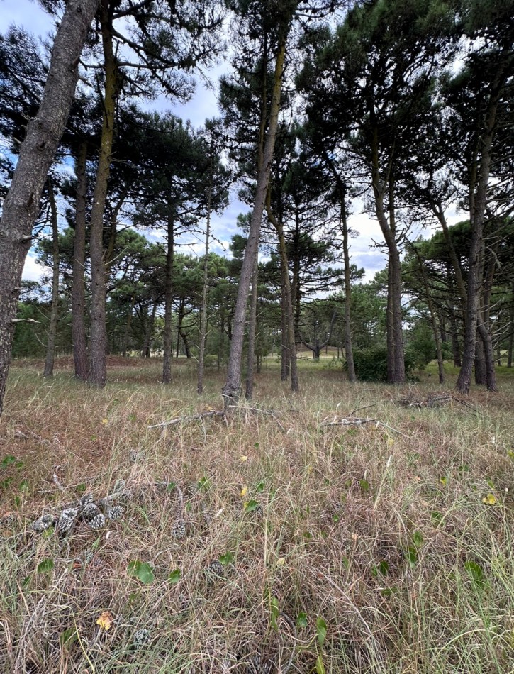 Lote en venta en bosques