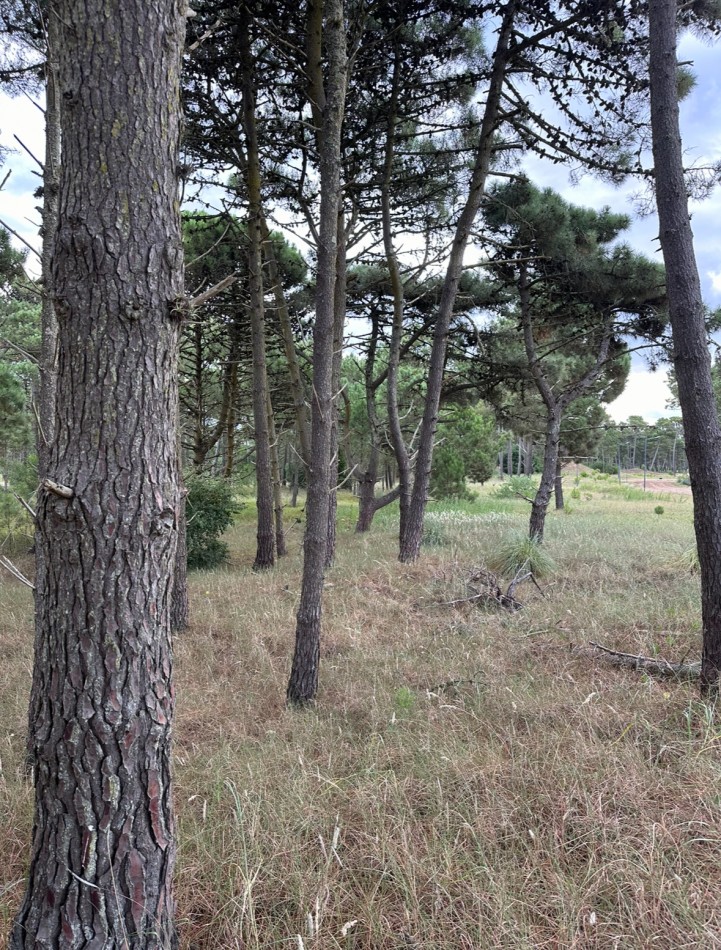 Lote en venta en bosques